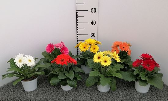 Immagine di GERBERA V.12 CM