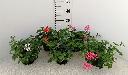 Immagine di GERANEO EDERA V.14 CM