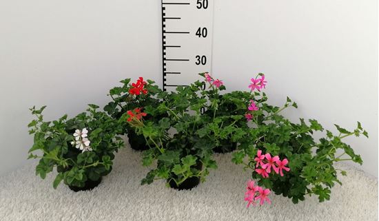 Immagine di GERANEO EDERA V.14 CM