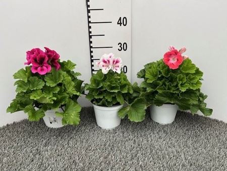 Immagine di GERANEO MACRANTA V.14 CM