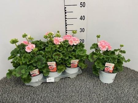 Immagine di GERANEO ZONALE ROSEBUD ASTRID V.14 CM