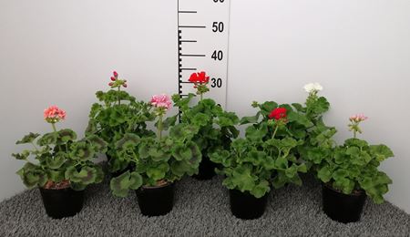 Immagine di GERANEO ZONALE V.14 CM