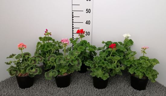 Immagine di GERANEO ZONALE V.14 CM