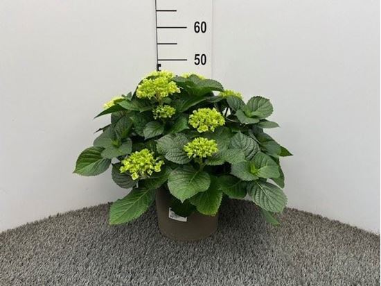 Immagine di HORTENSIA V.23 CM TRICOLOR