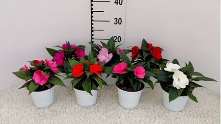 Immagine di IMPATIENS NUOVA GUINEA V.12 CM