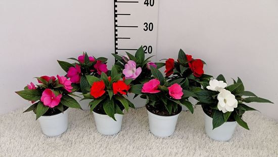 Immagine di IMPATIENS NUOVA GUINEA V.12 CM