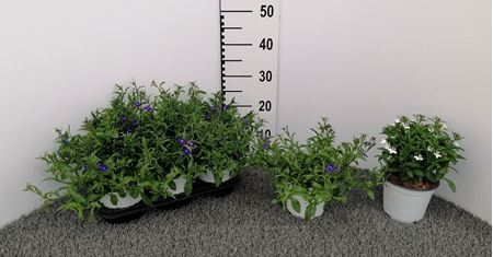 Immagine di LOBELIA V.14 CM