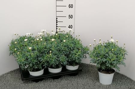 Immagine di MARGHERITA V.14 CM