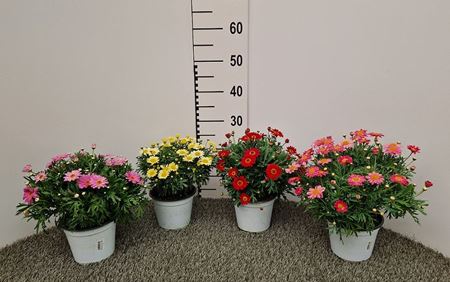 Immagine di MARGHERITA COLORATA V.14 CM