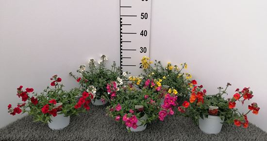 Immagine di NEMESIA V.14 CM