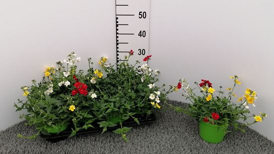 Immagine di NEMESIA TRICOLOR V.14 CM