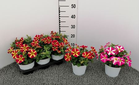 Immagine di PETUNIA AMORE V.14 CM
