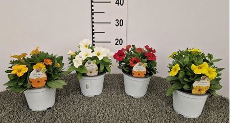 Immagine di PETUNIA PETCHOA V.14 CM