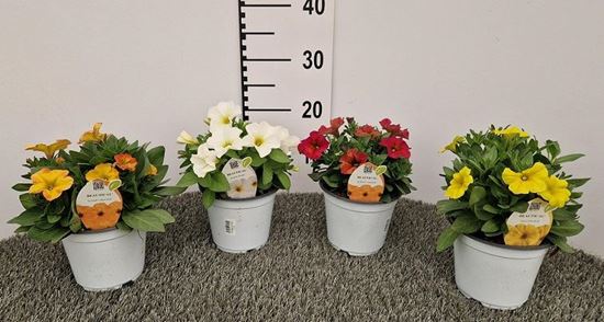 Immagine di PETUNIA PETCHOA V.14 CM