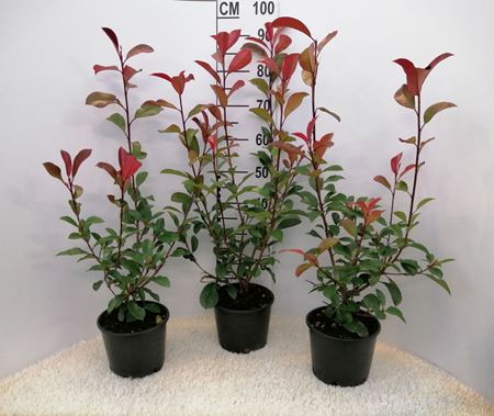Immagine di PHOTINIA RED ROBIN V.19 CM