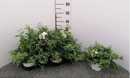 Immagine di SOLANUM JASMINOIDES V.14 CM