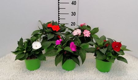 Immagine di SUNPATIENS V.14 CM