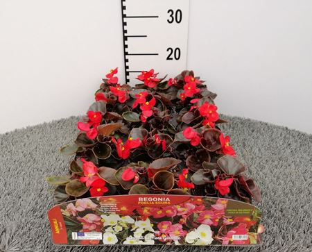 Immagine di BEGONIA FOGLIA SCURA V.10 CM