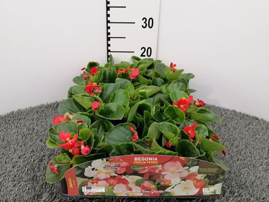 Immagine di BEGONIA FOGLIA VERDE V.10 CM
