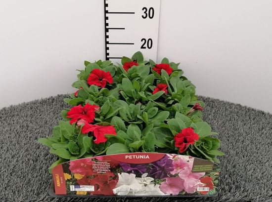 Immagine di PETUNIA V.10 CM