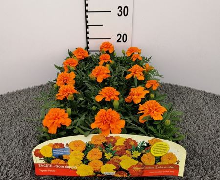Immagine di TAGETE V.10 CM