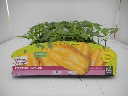 Immagine di PEPERONE GIALLO TOP YELLOW F1 PACK 4 PIANTE