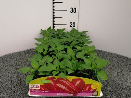 Immagine di PEPERONE ROSSO ESTRELLA F1 PACK 4 PIANTE