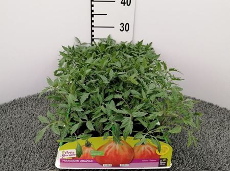 Immagine di POMODORO CUORE LIGURE KOKORO F1 PACK 4 PIANTE