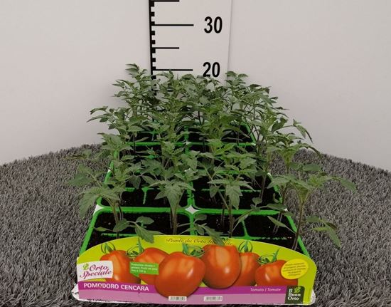 Immagine di POMODORO CENCARA F1 PACK 4 PIANTE