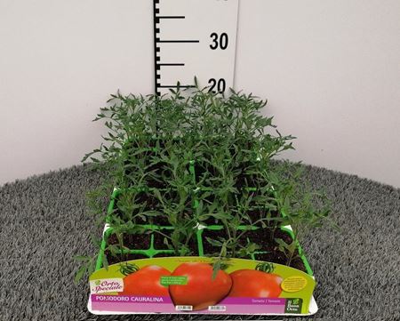 Immagine di POMODORO CUOR DI BUE CAURALINA F1 PACK 4 PIANTE