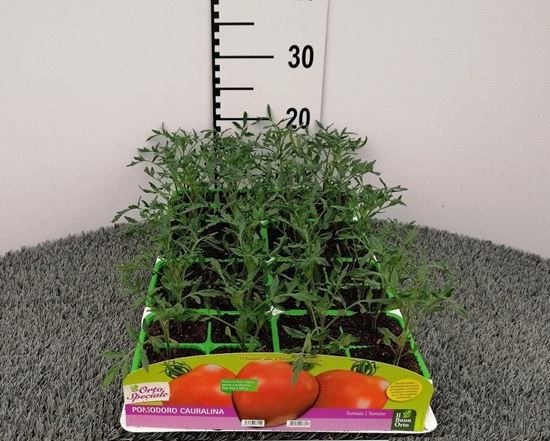 Immagine di POMODORO CUOR DI BUE CAURALINA F1 PACK 4 PIANTE