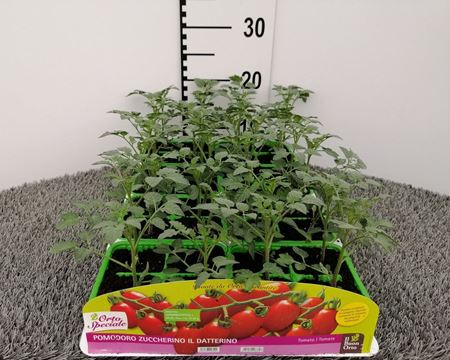 Immagine di POMODORO SUPER DATTERINO MARKINO F1 PACK 4 PIANTE