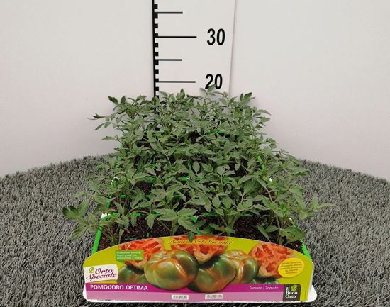 Immagine di POMODORO TONDO PYNTINO F1 PACK 4 PIANTE