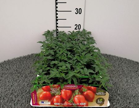 Immagine di POMODORO PICCADILLY F1 PACK 4 PIANTE