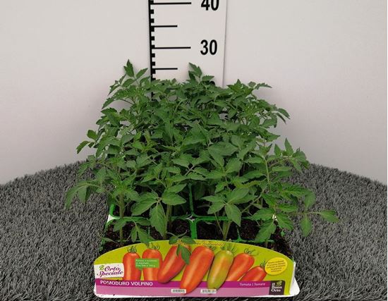 Immagine di POMODORO SAN MARZANO VOLPINO F1 PACK 4 PIANTE