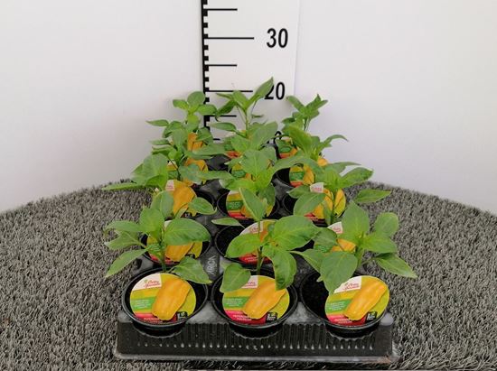 Immagine di PEPERONE GIALLO TOP YELLOW F1 V.10 CM