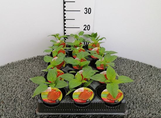 Immagine di PEPERONE ROSSO ESTRELLA F1 V.10 CM