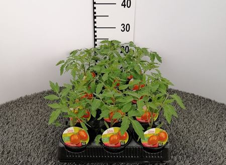 Immagine di POMODORO CENCARA F1 V.10 CM