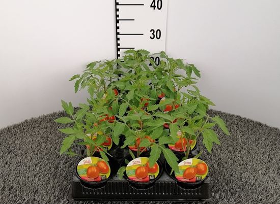 Immagine di POMODORO CENCARA F1 V.10 CM