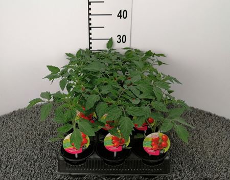 Immagine di POMODORO PICCADILLY F1 V.10 CM