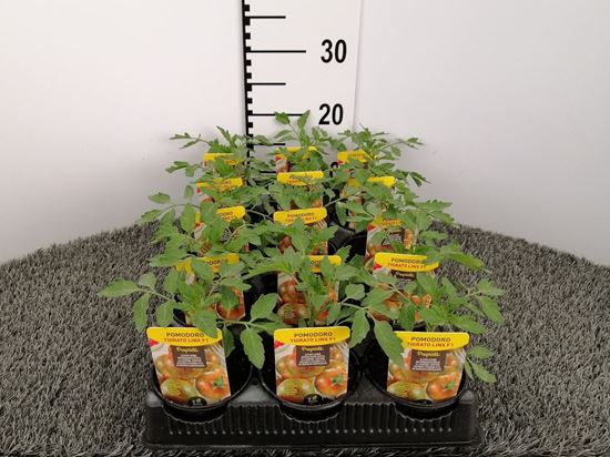 Immagine di POMODORO ZEBRINO F1 V.10 CM