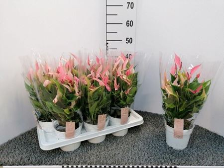 Immagine di ANTHURIUM LILLI V.14 CM