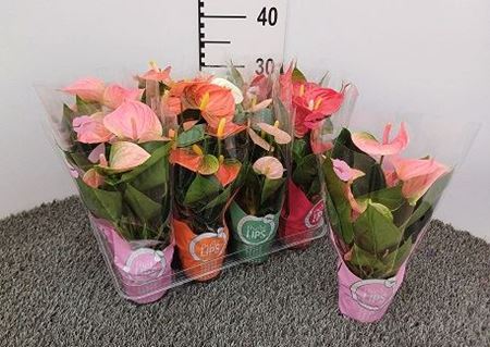 Immagine di ANTHURIUM ANDR. MIX V.9 CM