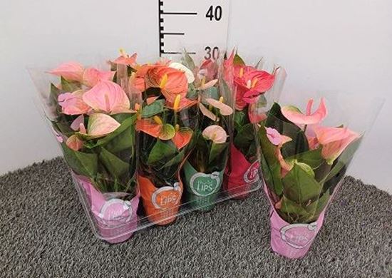 Immagine di ANTHURIUM ANDR. MIX V.9 CM