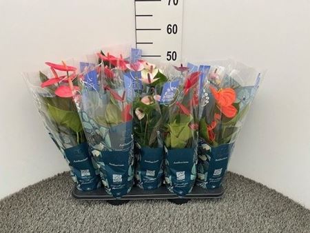 Immagine di ANTHURIUM ANDR. MIX V.12 CM