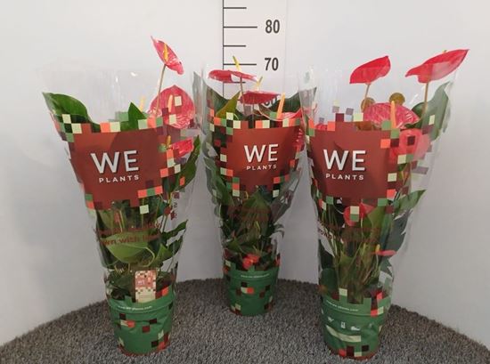 Immagine di ANTHURIUM ANDR. MIX V.17 CM 4-6 fiori