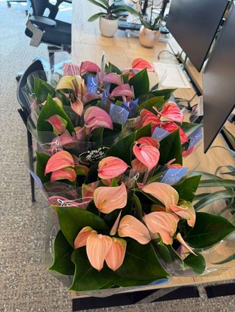 Immagine di ANTHURIUM KARMA PINK V.12 CM