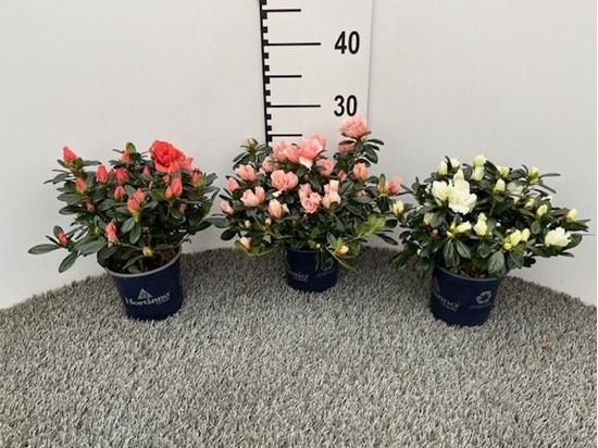 Immagine di AZALEA HORTINNO V.13 CM