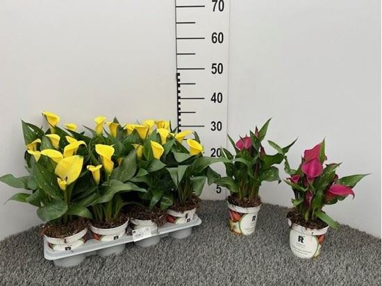 Immagine di CALLA COLORATA V.10 CM