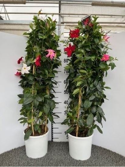 Immagine di DIPLADENIA DOPPIO ARCO V.22 CM